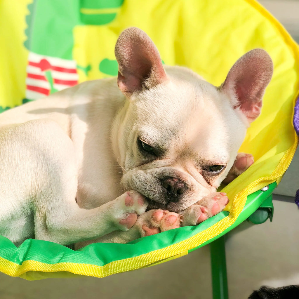 Foldable Oxford Cloth Chair for Cats & Small Dogs