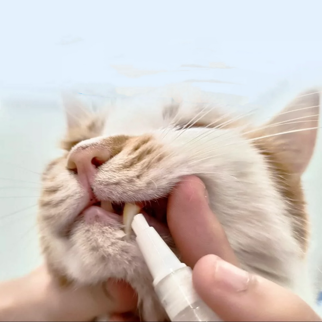 Pet Dental Cleaning Pen Kit for Cats & Dogs