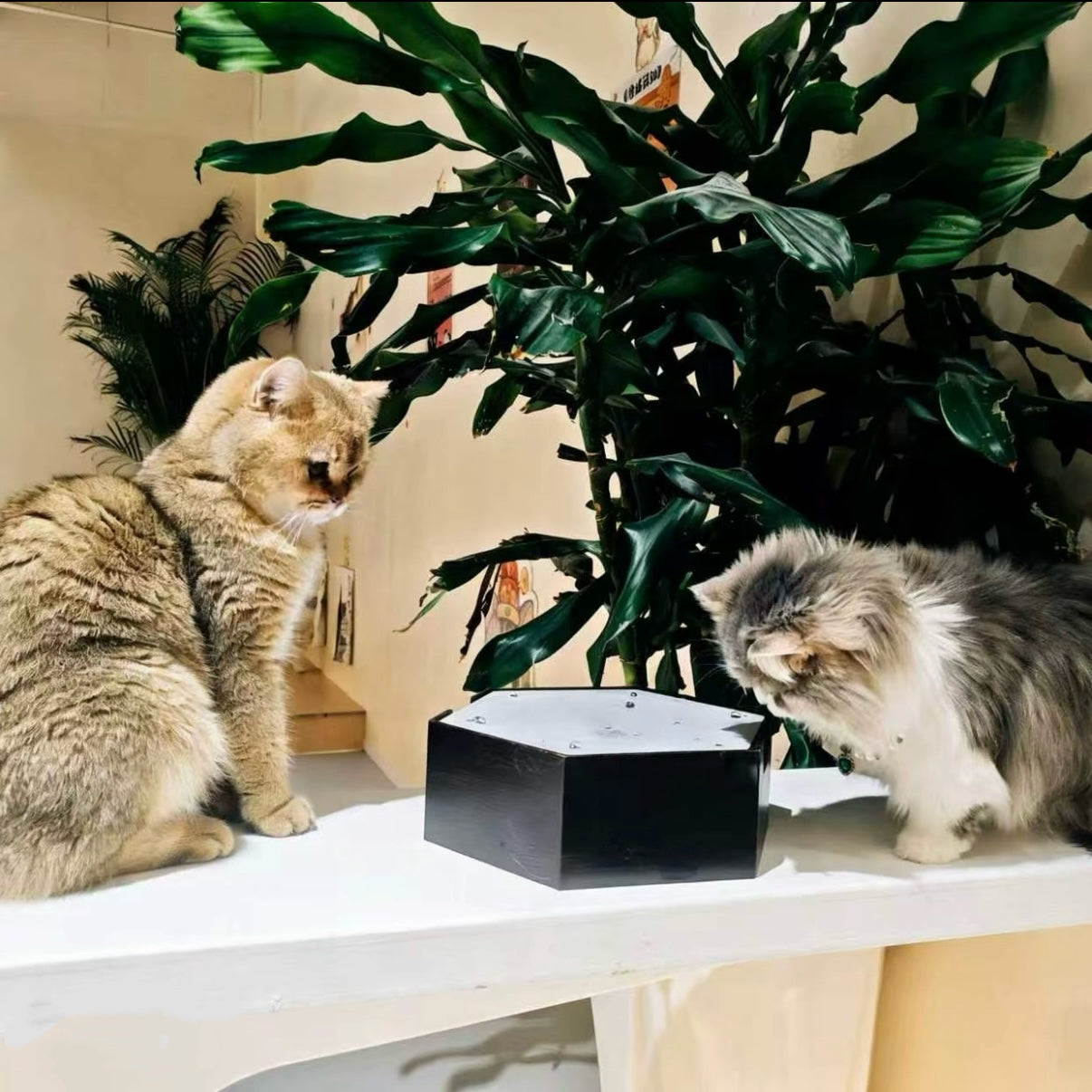 Interactive Water Droplet Cat Teaser – Single or 2-Color Set