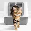 Self-Grooming Brush Gate for Cat Litter Boxes