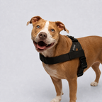 Dog wearing an ALDERKIN adjustable black walking harness