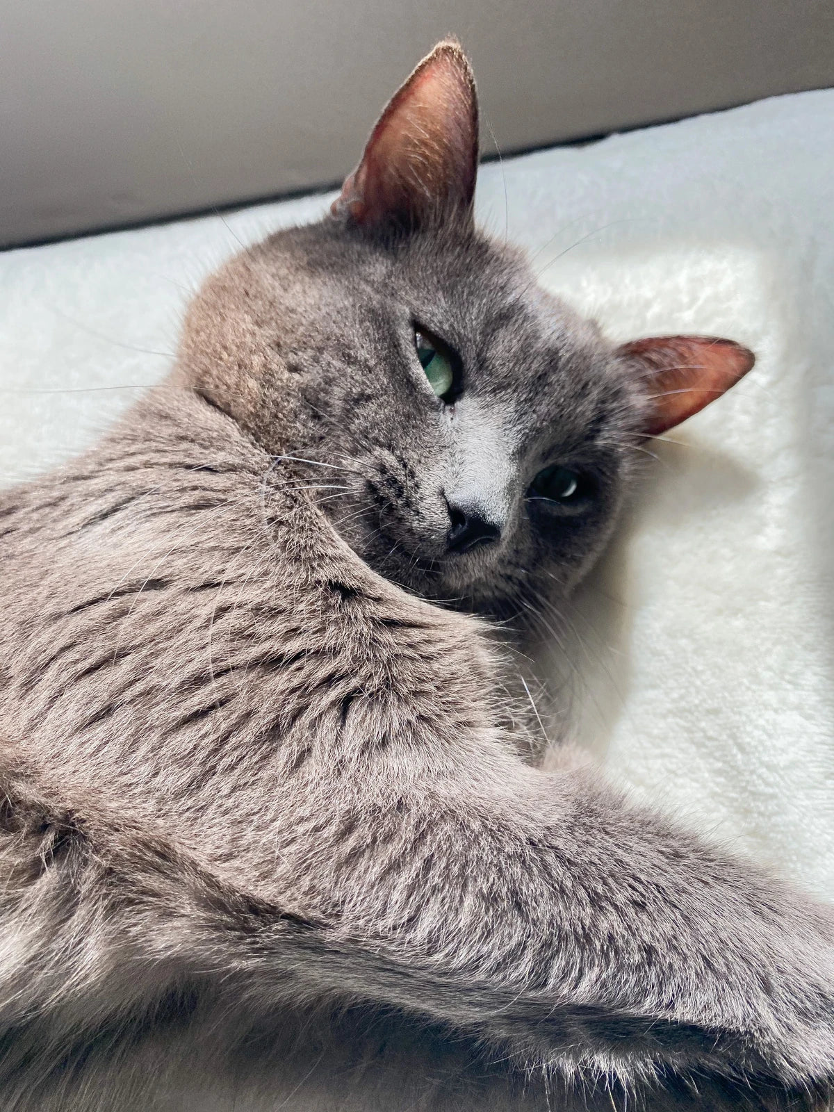 Gray cat resting on a white blanket indoors