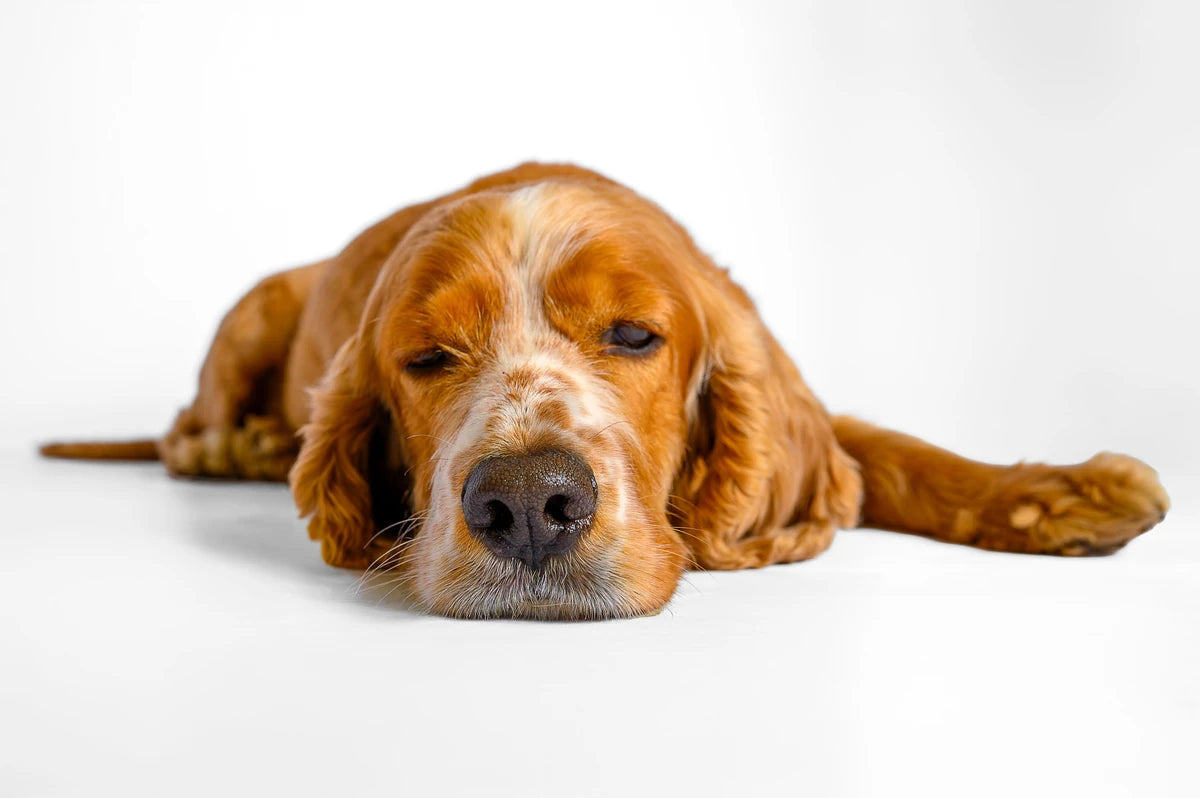 Cocker spaniel resting on a clean white background
