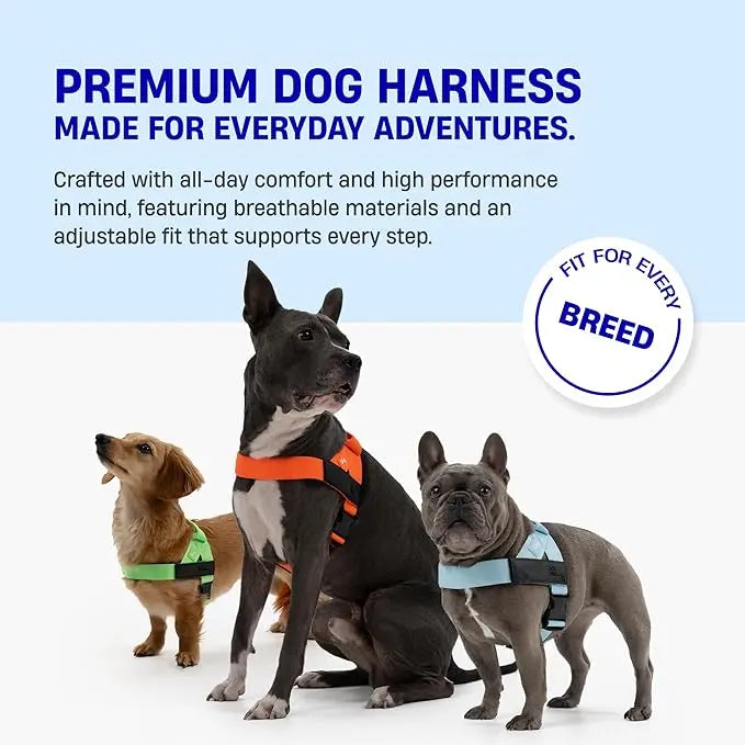 Dogs wearing adjustable walking harnesses in multiple colors