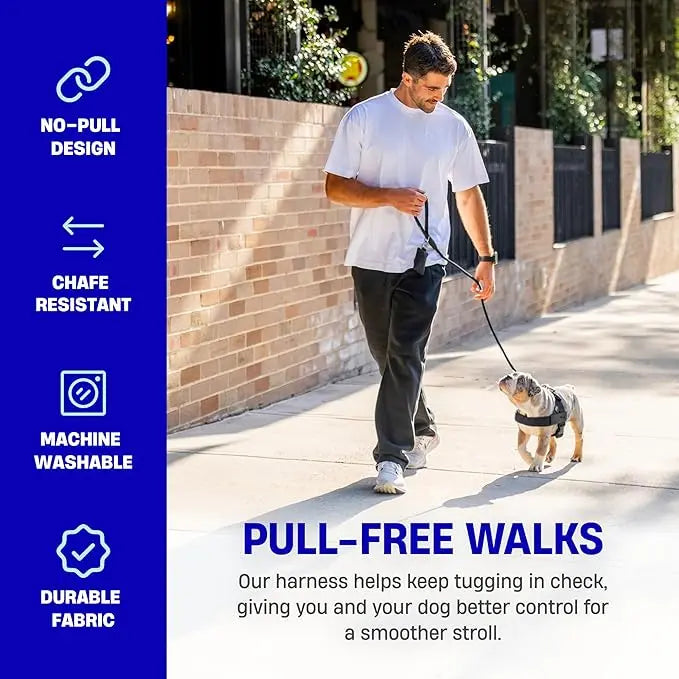 Dog wearing an adjustable harness during a supervised leashed walk