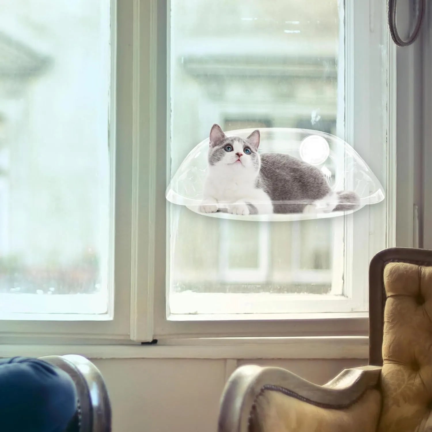 Clear Suction Cup Cat Window Bubble Bed – Single or 2-Pack