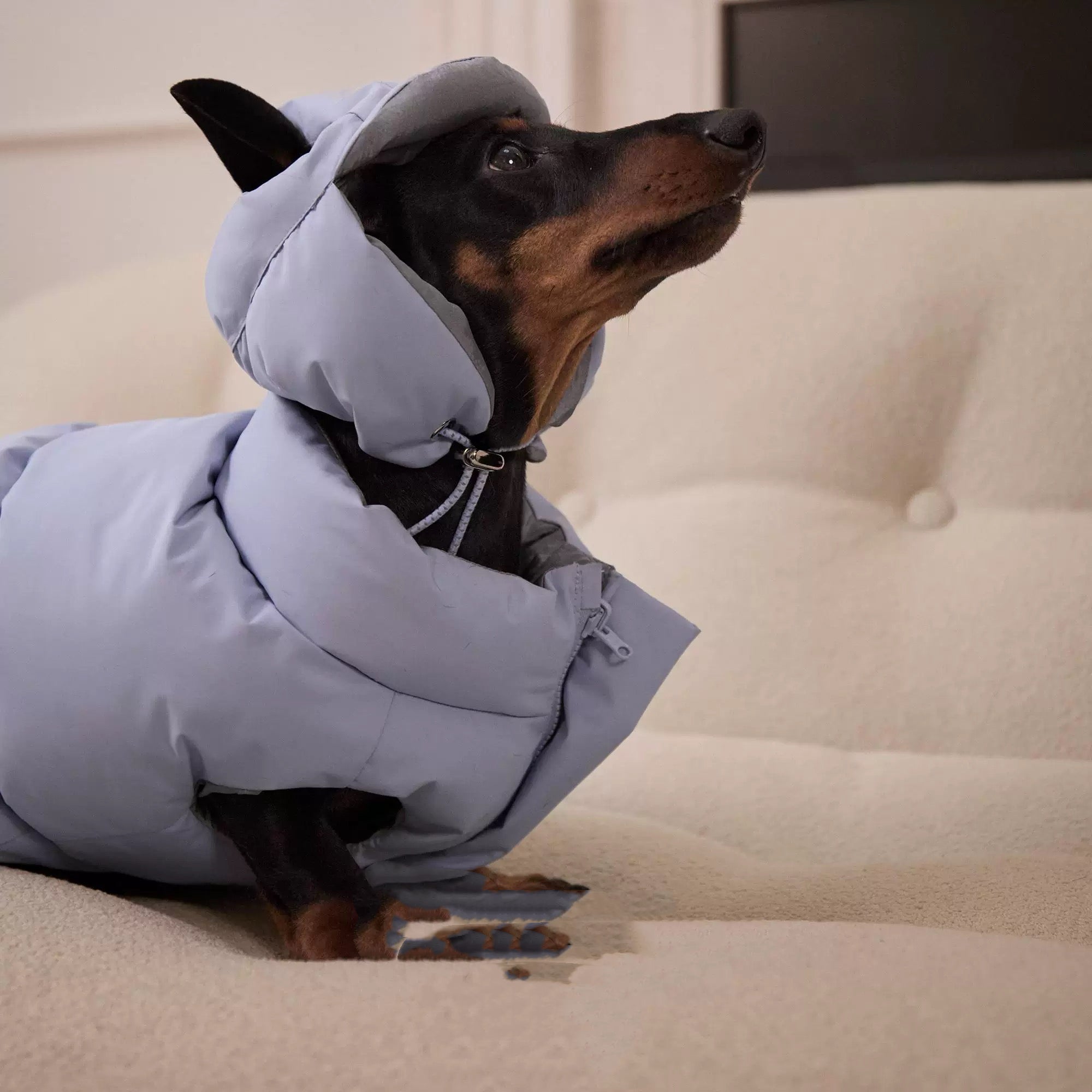 Reversible Blue & Silver Puffer Hood for Dogs – 3 Sizes