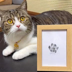 Inkless Pet Paw Print Keepsake Kit – 3 Card Colors