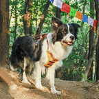 Dog Harness with Built-In Retractable Leash – 3 Colors