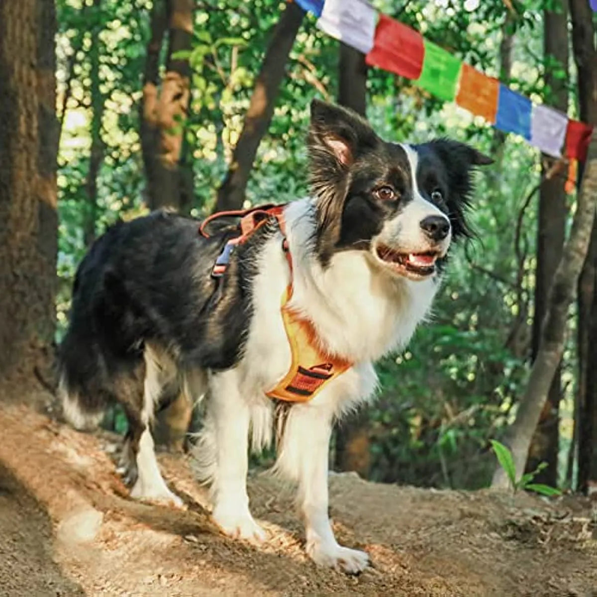 Dog Harness with Built-In Retractable Leash – 3 Colors