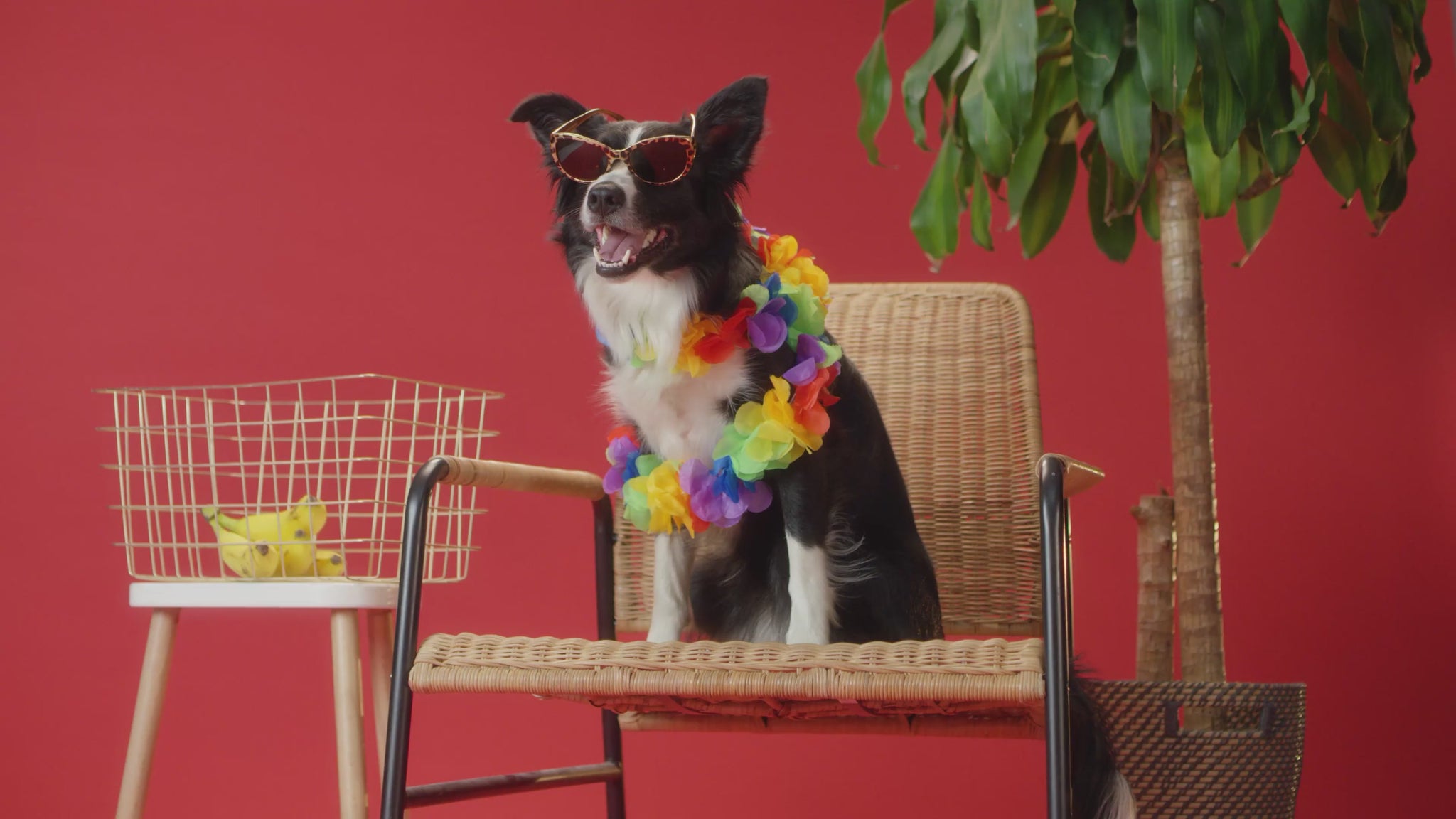 Border Collie seated indoors