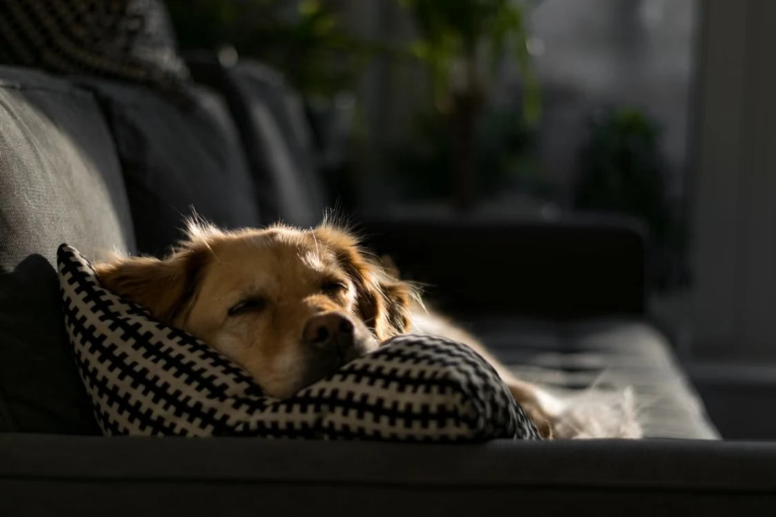 Brown dog resting comfortably on a patterned throw pillow in a sunlit home